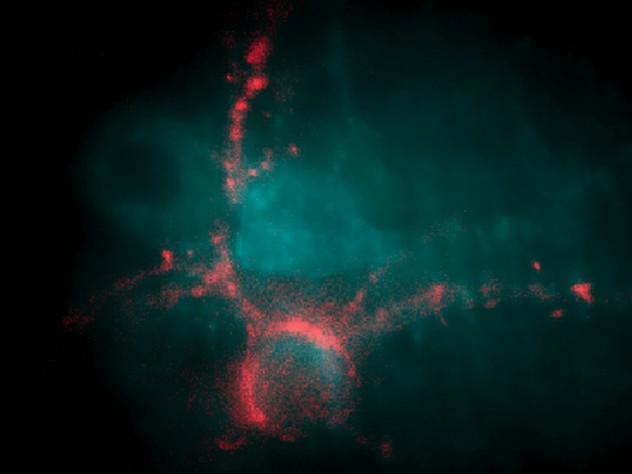 In Adam Cohen's lab, neurons to light up as they fire ...