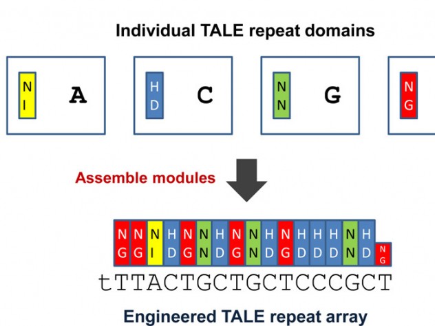 Courtesy of Joung Lab New genome-editing technologies use proteins called transcription activator-like effectors (TALEs), which have interchangeable, repeatable regions that match one of DNA's four nucleotides: adenine (A), thymine (T), guanine (G), and cytosine (C). By linking several DNA-binding domains, indicated by colored blocks, researchers can engineer proteins to target specific DNA sequences.