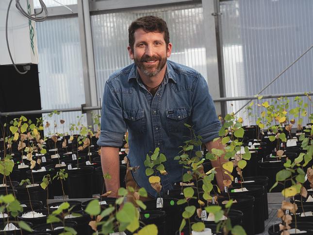 Benton Taylor with cottonwood saplings in a greenhouse at the Arnold Arboretum