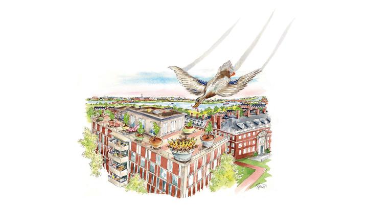 Drawing of a female mallard flying down to her nest on a Harvard rooftop with food for her seven ducklings, each bearing a letter on its chest spelling out H-A-R-V-A-R-D.