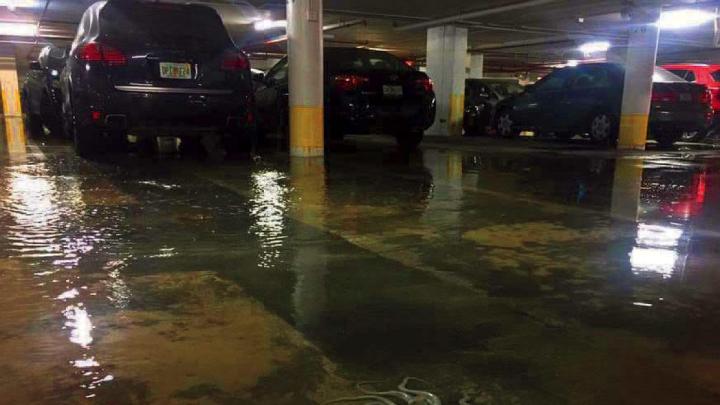 Octopus on floor of flooded Southeastern Florida parking garage