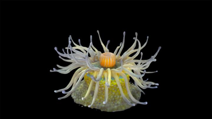 An image of a 10-centimeter-wide glass model of Phymactis pustulata, found in intertidal zones in the Western South Atlantic.