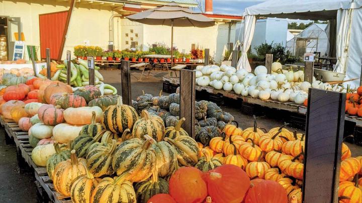 Array of squashes, tomatoes, and other local produce at Ward's Berry Farm