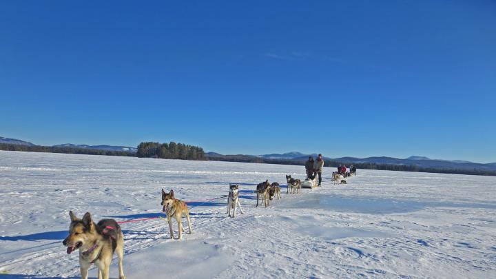 A team of dogs harnessed to a sled