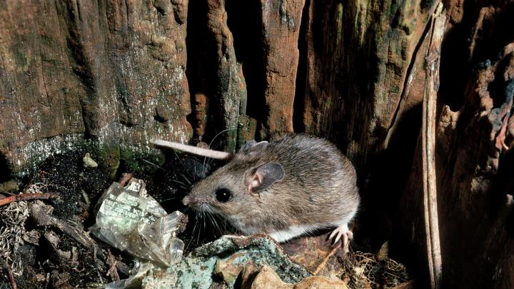 Humans lack a mouse&rsquo;s high tolerance for bacteria in the bloodstream, a clue that the two species have evolved very different responses to inflammatory disease. 