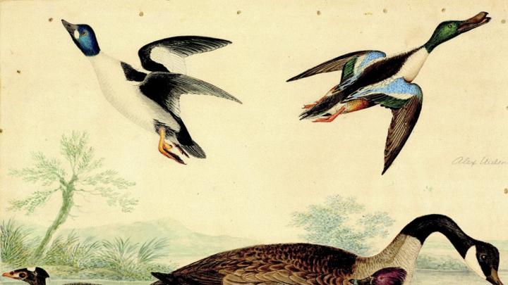 Alexander Wilson&rsquo;s colorful craft: a fanciful collection of waterfowl, from Harvard&rsquo;s archives 