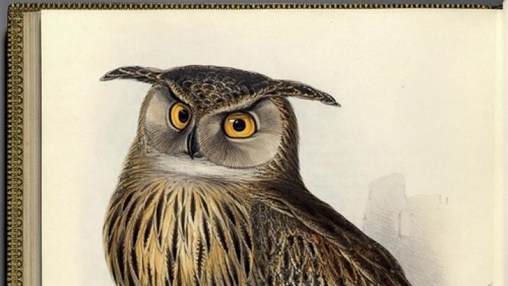 Great Horned or Eagle Owl <i>(Bubo maximus).</i> Hand-colored lithograph, for John Gould, <i>The Birds of Europe.</i>