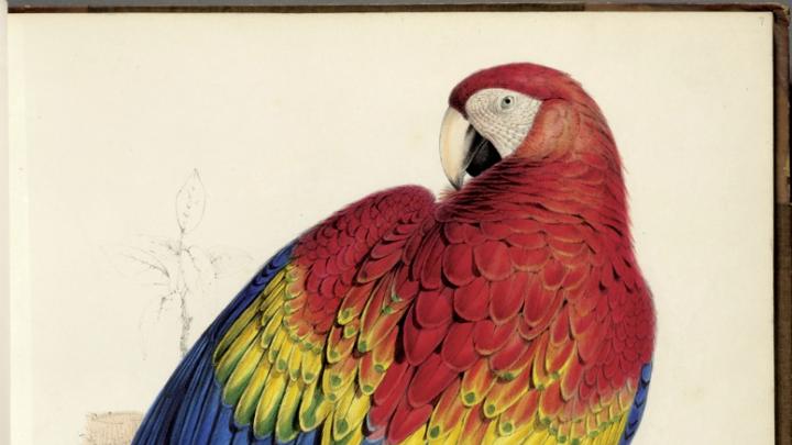 A hand-colored lithograph of the Scarlet Macaw <i>(Ara macao)</i> appeared in Lear’s sumptuous book about parrots.