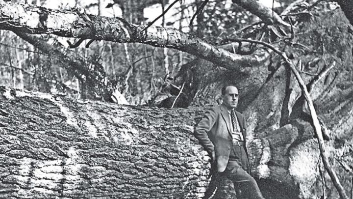 Harvard Forest director Al Cline stands next to a fallen hemlock, 1938.