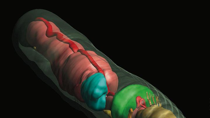 An earthworm rendered in 3D, with transparent outer skin to show the internal structures