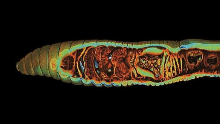 A still from a video shows the internal  the organs of an earthworm, including its four hearts, in blue.