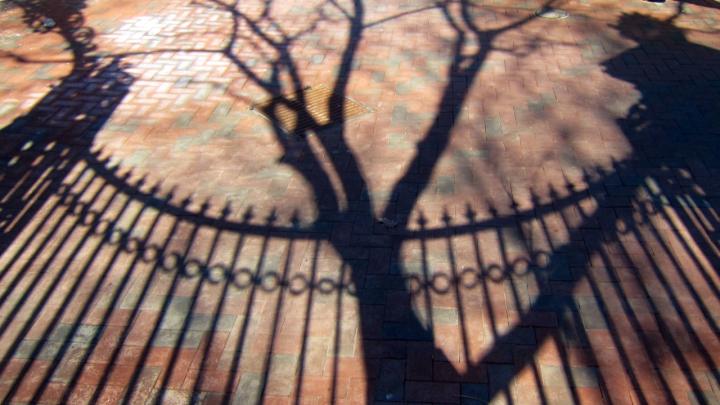 The curving silhouette and spear-tipped finials of the Class of 1876 Gate appear in shadow, along with the trunk and branches of a tree, on the brick path outside Harvard Yard. The gate's archway is visible in the upper left hand corner. 