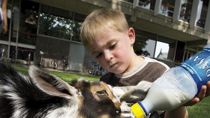 Landon Richard, age 4, feeds Cosmo, a one-month-old goat. Cosmo is on the staff of Animal Craze, a local traveling farm. 