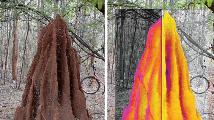 Thermal maps superimposed on this termite mound show contrasting temperature profiles for night (left half) and day (right half).