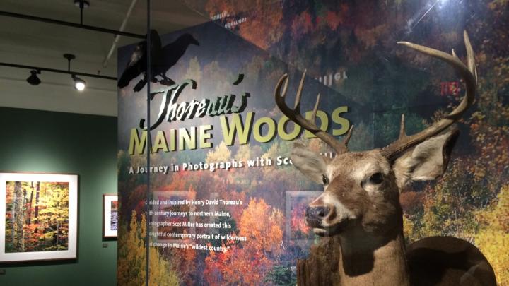<i>Thoreau's Maine Woods: A Journey in Photographs with Scot Miller </i> is a current HMSC exhibition that combines anthropology and natural history.