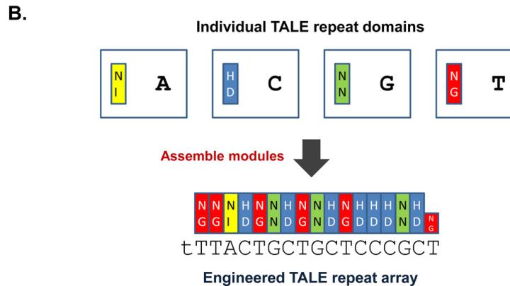 New genome-editing technologies use proteins called transcription activator-like effectors (TALEs), which have interchangeable, repeatable regions that match one of DNA's four nucleotides: adenine (A), thymine (T), guanine (G), and cytosine (C). By linking several DNA-binding domains, indicated by colored blocks, researchers can engineer proteins to target specific DNA sequences.
