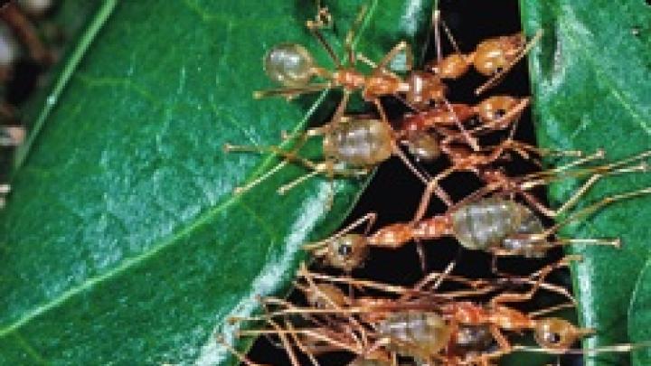 Weaver ants (<i>Oecophylla smaragdina</i>) cooperate as they construct their leaf-tent nests.