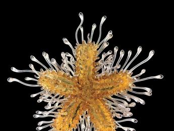 A star is born (in glass): a juvenile common sea star, Asterias rubens.