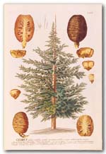 Cedrus libani, HAND-COLORED PLATE BY GEORG DIONYS EHRET, FROM CHRISTOPH JAKOB TREW'S Plantae Selectae (NUREMBERG, 1765)  