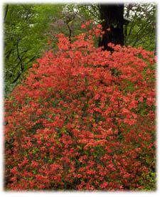 Rhododendron kaempferi, TORCH AZALEA