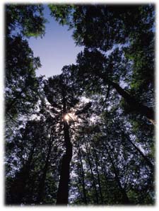 HEMLOCK HILL.
IS THE ENEMY LURKING?  