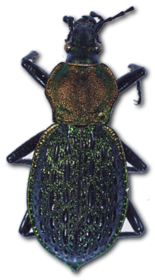 Beetles