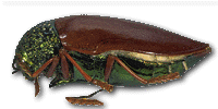 Beetle