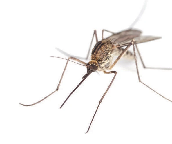 a mosquito