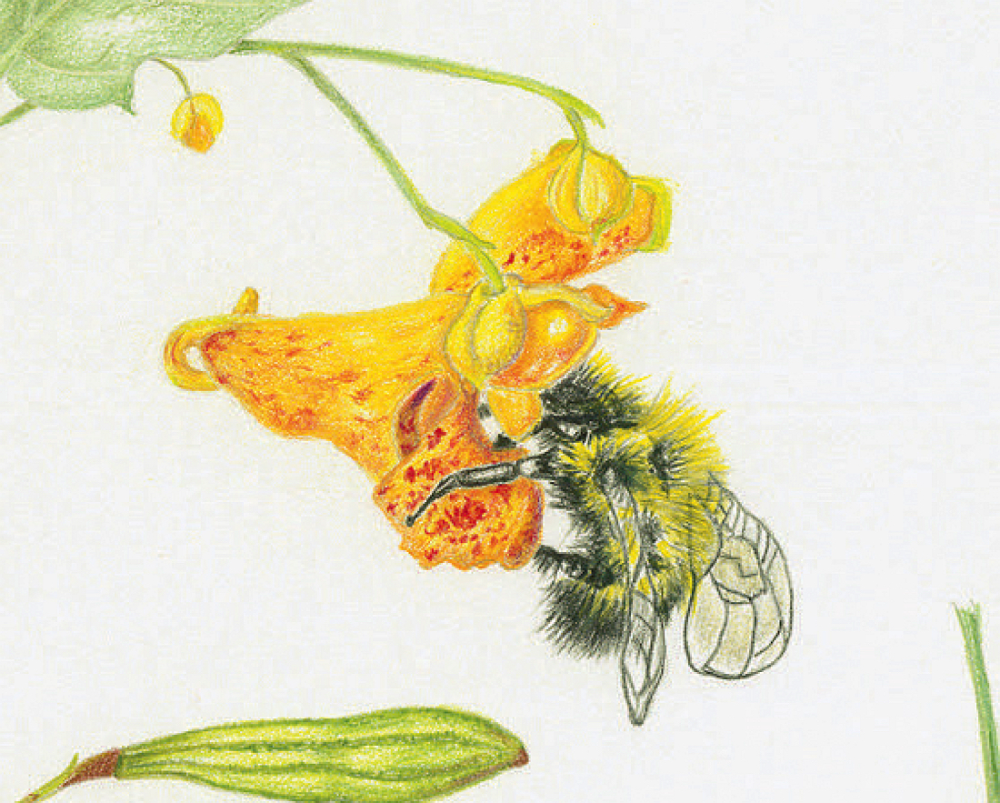 illustration of a bee and a yellow flower