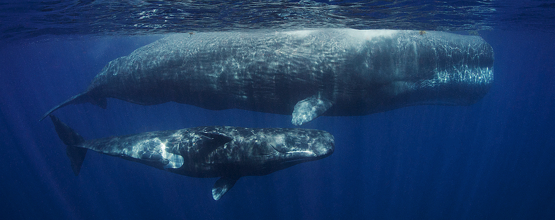 photograph of a male and female sperm whale underwater