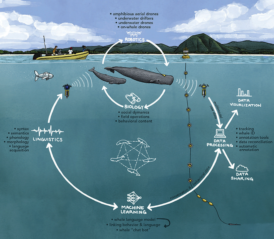 Diagram illustrating the data collection and processing steps for capturing sperm whale vocalizations