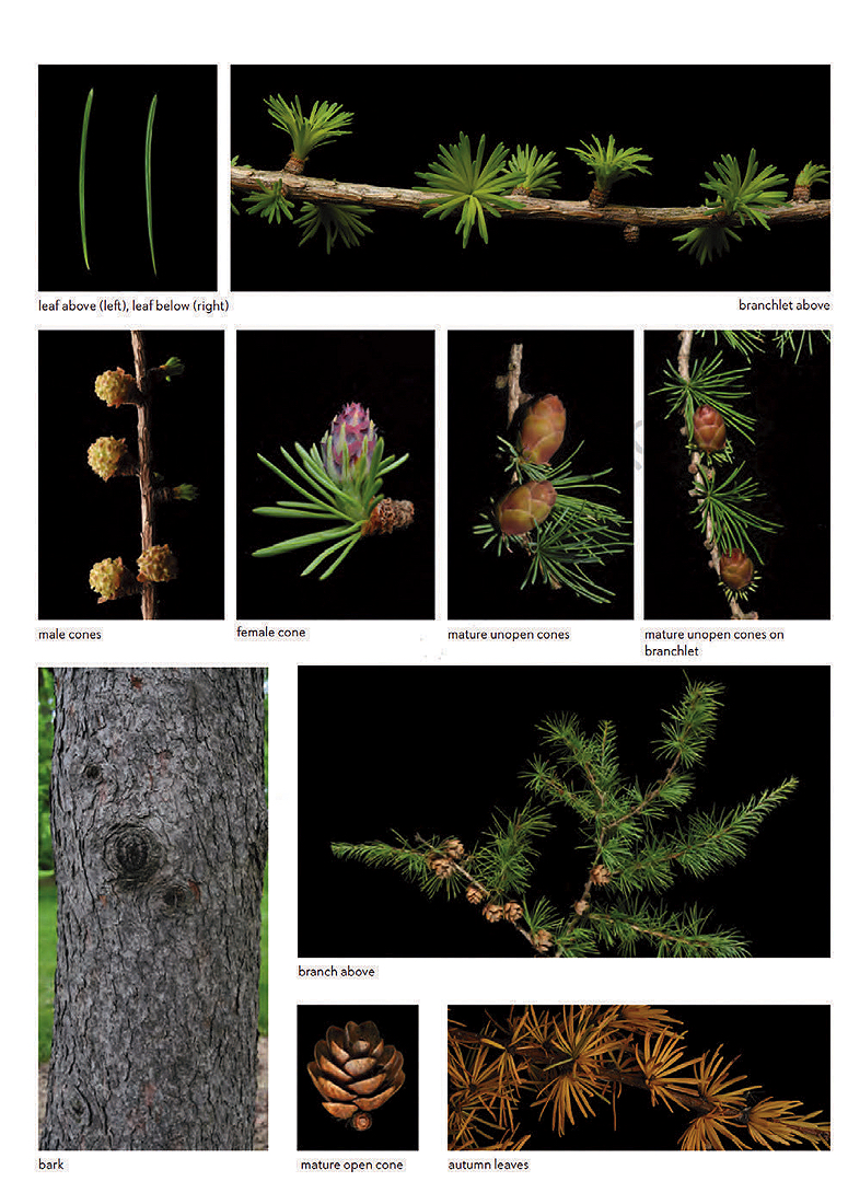 Collage of Tamarack or Eastern Larch (Larix laricina). Photos detail the characteristics of leaves, cones, twigs and bark. 