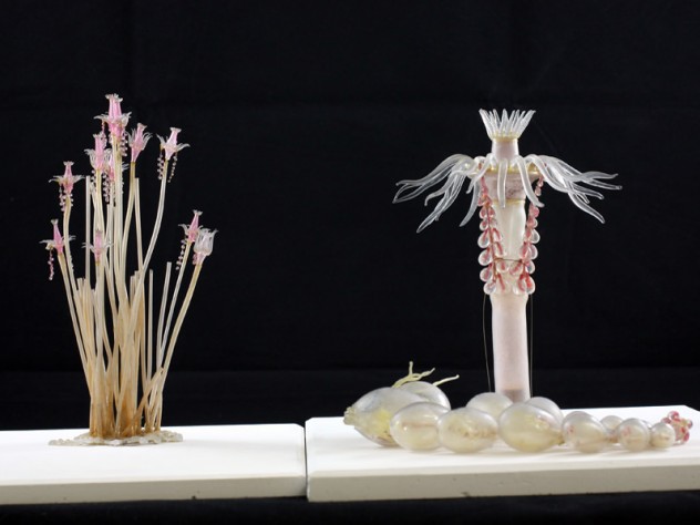 Photograph courtesy of the Museum of Comparative Zoology, Harvard University/©President and Fellows of Harvard College Decades before they were commissioned to create Harvard’s Glass Flowers, the Blaschkas were known for their glass sea creatures, made to exacting naturalistic detail. They presented <i>Tubularia indivisa</i> both at life size (left) and with enlargements to show particular anatomical details. (MCZ SC119)
