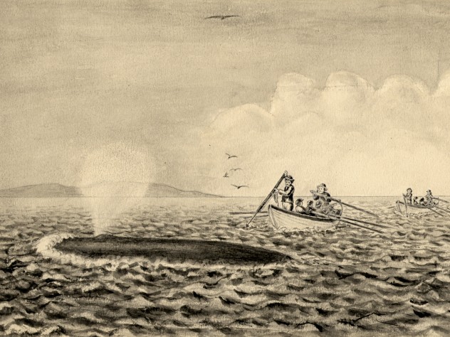 Image courtesy of the Ernst Mayr Library, MCZ, Harvard University. Not to be reproduced without permission. “The Whale breaking water and spouting at the surface. The boats have come up with it and the harpooner is about to strike.”