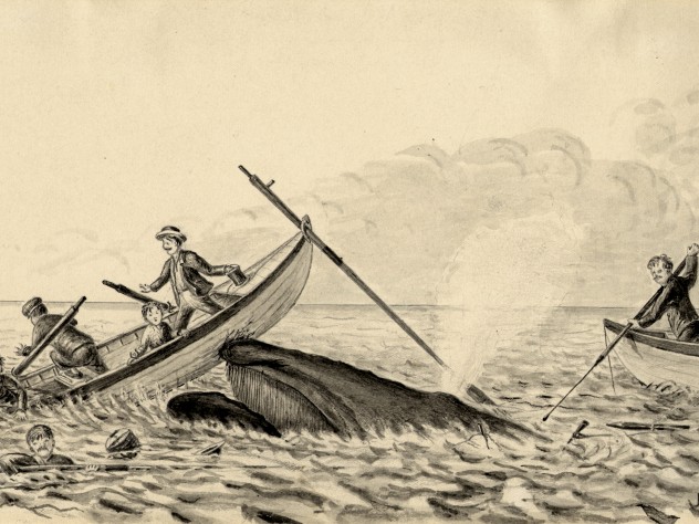 Image courtesy of the Ernst Mayr Library, MCZ, Harvard University. Not to be reproduced without permission. “The Harpooned Whale in rising to ‘blow’ comes up under one boat staving in the bow and throwing the occupants into the water. The second boat is continuing the pursuit while the crew of the first clings to the craft until rescued by the schooner.”