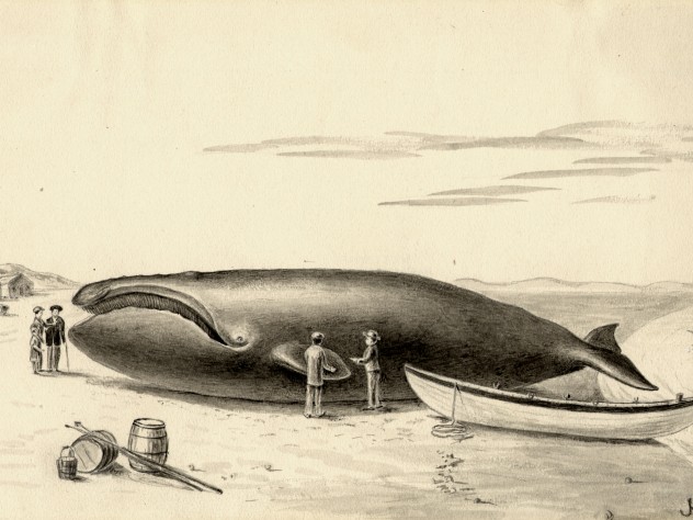 Image courtesy of the Ernst Mayr Library, MCZ, Harvard University. Not to be reproduced without permission. “The Whale was finally killed by a lance thrust, towed to the shore and left high and dry by the falling tide.”