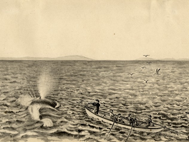 Image courtesy of the Ernst Mayr Library, MCZ, Harvard University. Not to be reproduced without permission. “This shows the use of the shoulder gun firing a bomb lance and also the exact appearance of a spouting Whale when seen close at hand. This method of whaling was used by the Provincetown whalers in the pursuit of Finback Whales in Massachusetts Bay.”