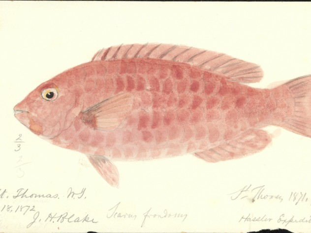 Image courtesy of the Ernst Mayr Library, MCZ, Harvard University. Not to be reproduced without permission. Blake's watercolor of a fish collected near St. Thomas on the 1871-1872 <i>Hassler</i> expedition.