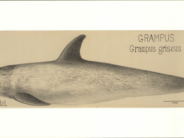 Image courtesy of the Ernst Mayr Library, MCZ, Harvard University. Not to be reproduced without permission. James Henry Blake's drawing of a grampus whale, now known commonly as Risso's Dolphin.