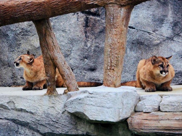 Wild cats at the Ecotarium
