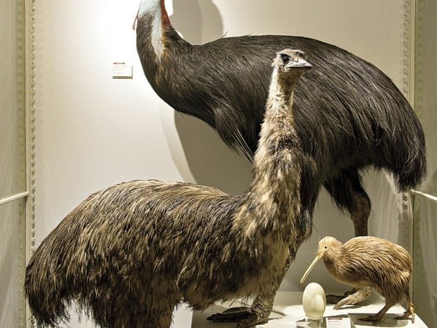 Photograph by Jim Harrison The massive Australian southern cassowary (in back) and emu dwarf a brown kiwi from New Zealand.