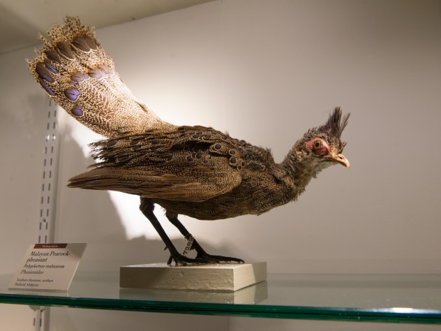 Photograph by Jim Harrison A Malayan peacock-pheasant, found in southern Myanmar, southern Thailand, and Malaysia