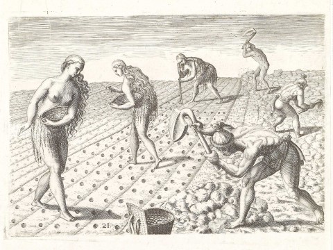 Native Americans cultivating a field