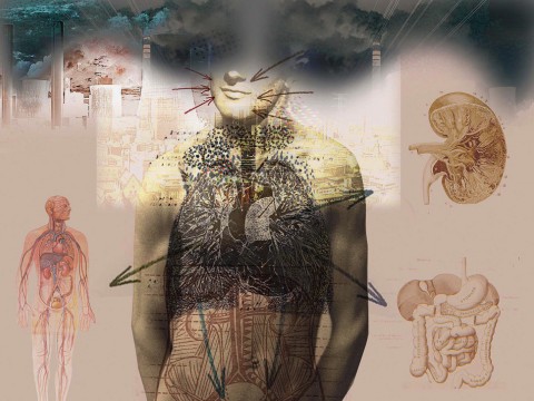 Illustration of human torso with affected organs highlighted