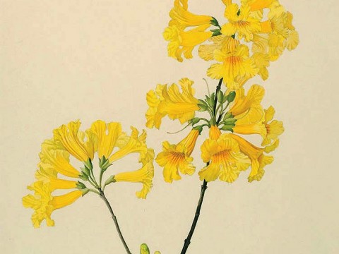 Margaret Mee painting of yellow trumpet tree
