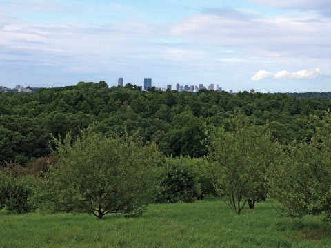 Views of Boston from the arboretum's Peters Hill