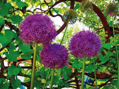 Photograph of purple flowers