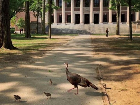 Photograph of hen turkey and poults in Harvard Yard