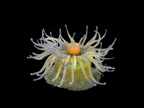 An image of a 10-centimeter-wide glass model of Phymactis pustulata, found in intertidal zones in the Western South Atlantic.