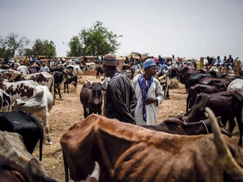 Emaciated cattle at a market in the Sahel region of Africa